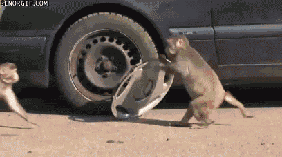chimp-running-with-hubcap